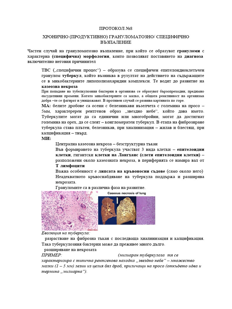 Protokol 8 | PDF