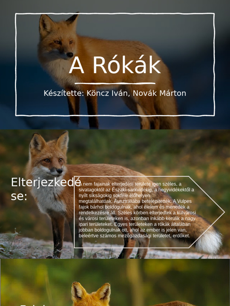 A Rókák | PDF