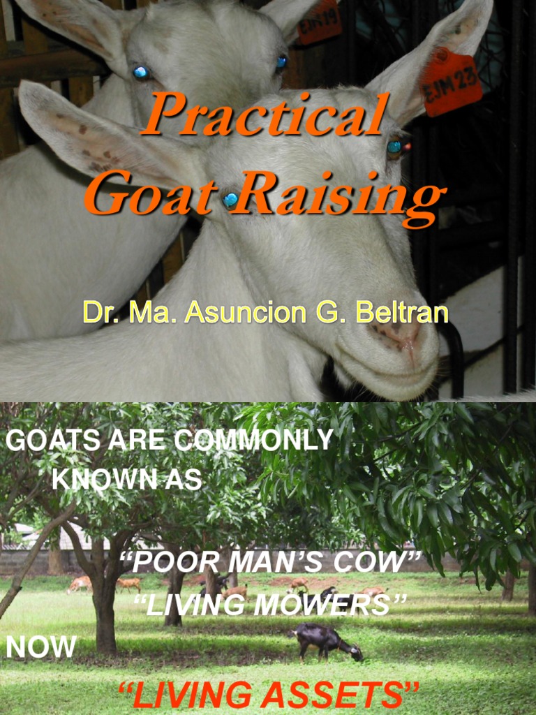 Essential Guide to Goat Raising | PDF | Goat | Domesticated Animals