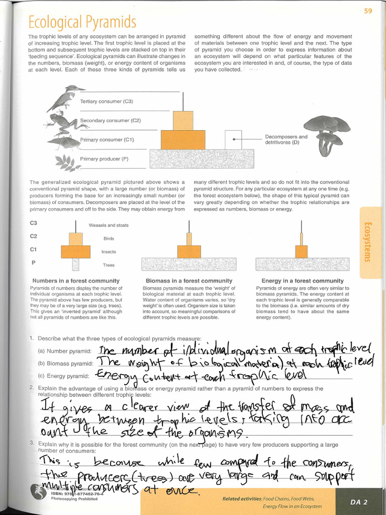 Ecological Pyramids Worksheet PDF Food Web Ecological Niche
