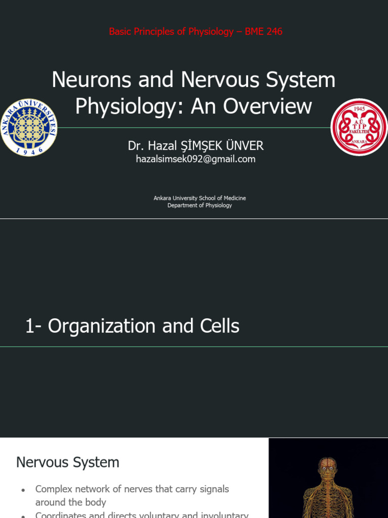 2-Nerurons and Nervous System Physiology PDF | PDF | Chemical Synapse ...