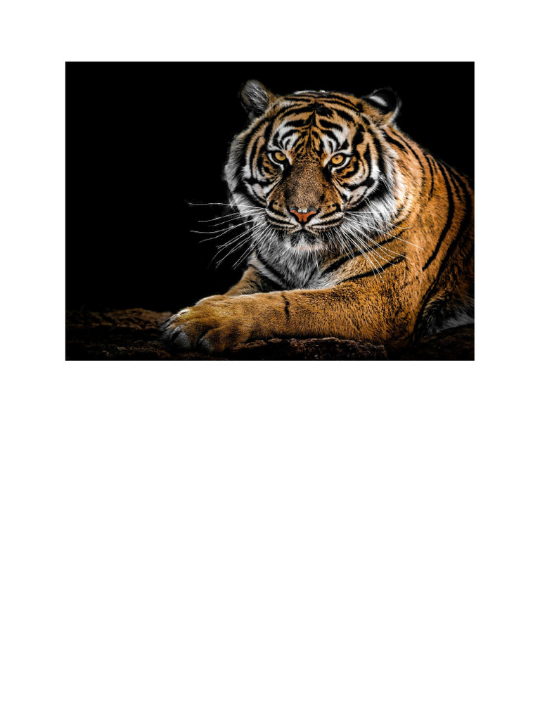 Tiger | PDF