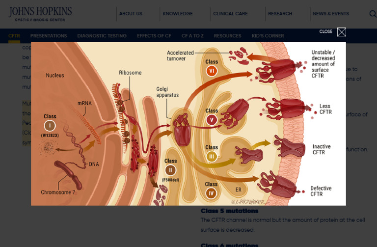 CFTR - Johns Hopkins Cystic Fibrosis Center | PDF | Macromolecules ...