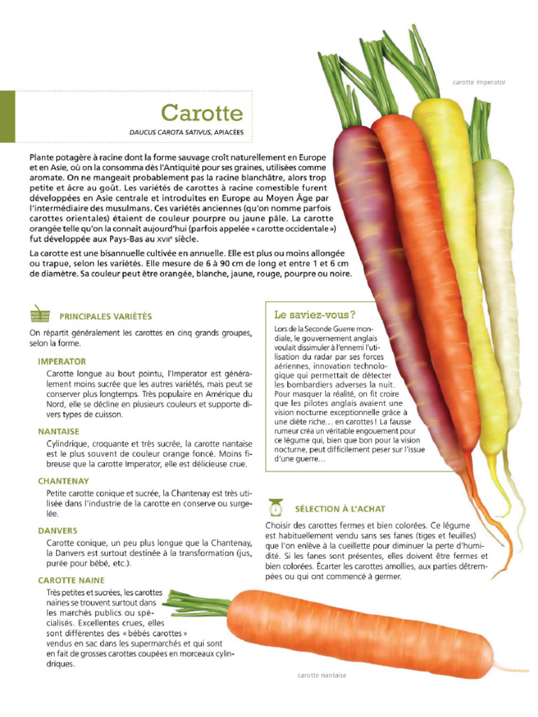 Plante Potagere 7 Lettres