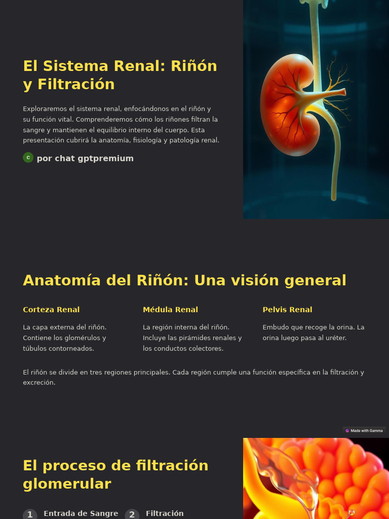 El Sistema Renal Rinon y Filtracion | PDF | Riñón | Angiotensina