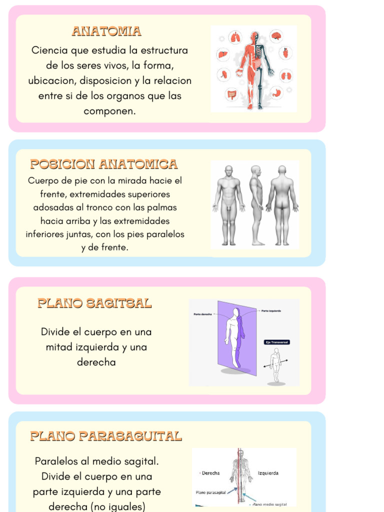 Anatomía: Estructura y Planos del Cuerpo | PDF | Términos anatómicos de ...