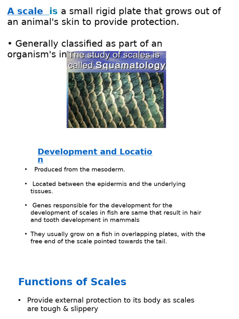 Types and Functions of Fish Scales | PDF | Fish | Aquatic Animals