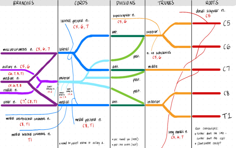 Brachial Plexus Anatomy Overview | PDF | Musculoskeletal System ...