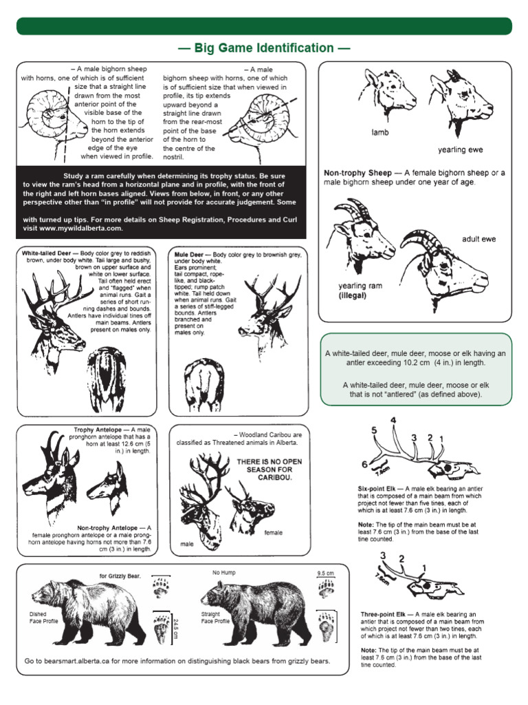 Big Game Regulations | PDF | Bowhunting | Deer