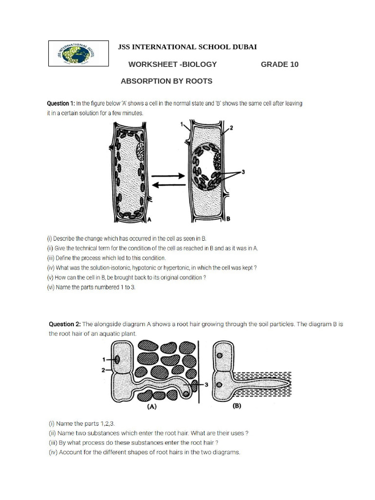 Grade 10 Biology: Root Absorption Worksheet | PDF