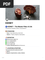 Gerota's Fascia: Anatomy and Imaging Insights | PDF | Kidney | Medical ...