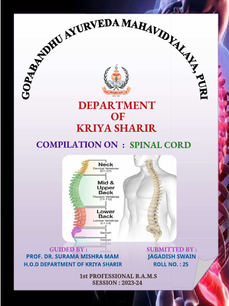 Spinal Cord Anatomy and Physiology Guide | PDF | Spinal Cord | Motor Neuron
