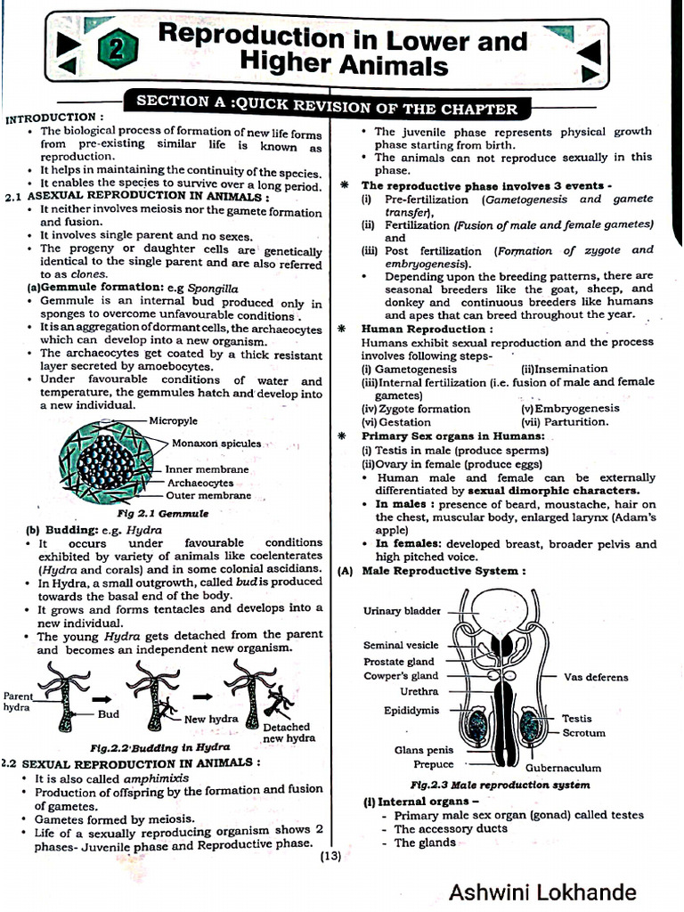 2.reproduction in Lower and Higher Animal | PDF