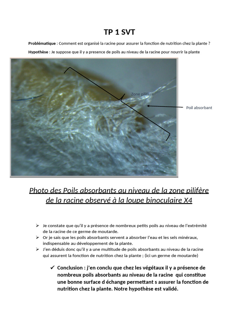 Rôle des poils absorbants dans la racine | PDF