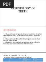 Dental Anatomy: Tooth Classification Guide | PDF | Technology ...