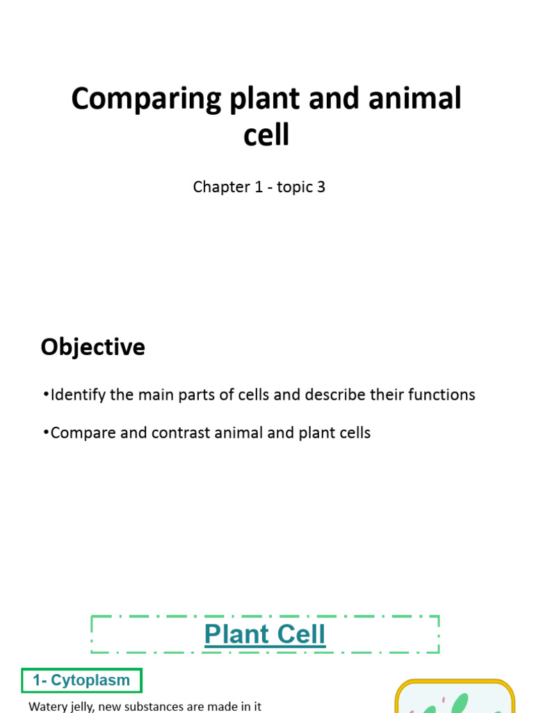 6 - Plant and Animal Cell | PDF