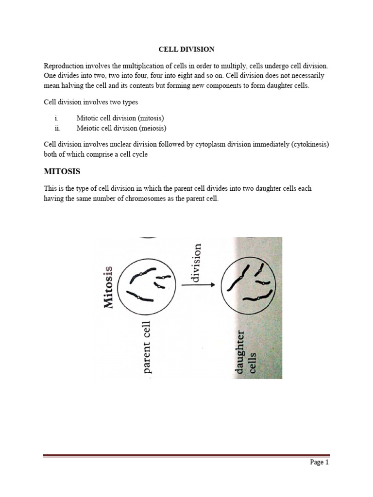 Cell Division: Mitosis and Meiosis Explained | PDF | Meiosis | Mitosis