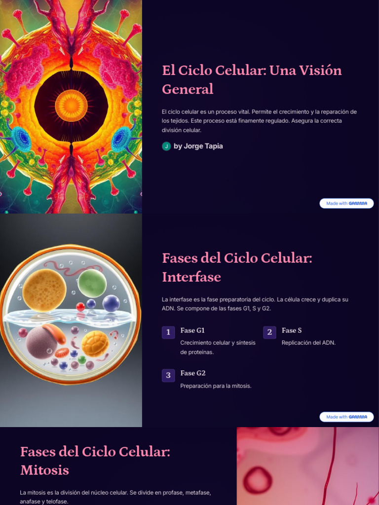 Fases y Regulación del Ciclo Celular | PDF | Biología Celular | Mitosis