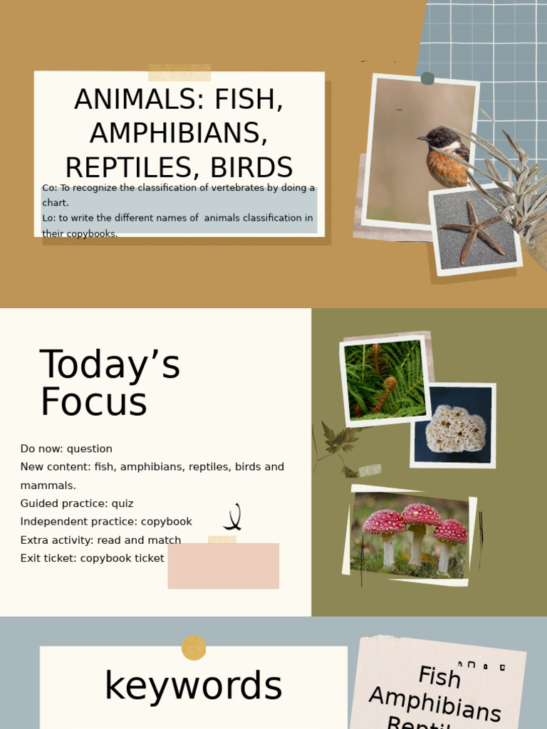 Vertebrate Animal Classification Guide | PDF | Vertebrates | Vertebral ...