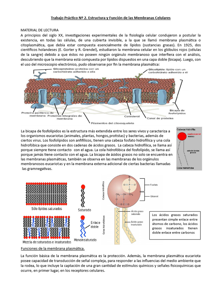 Estructura y Función de Membranas Celulares | PDF | Membrana celular ...