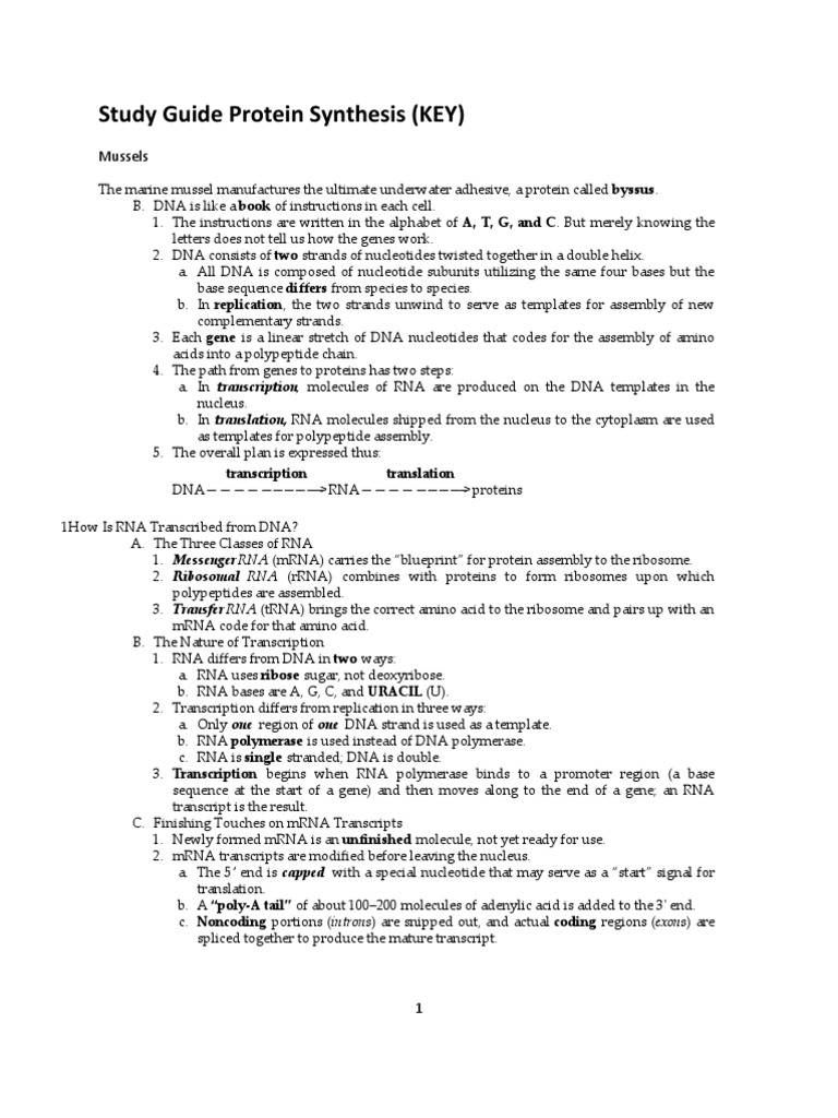 Protein Synthesis Study Guide and Key | PDF | Rna | Translation (Biology)