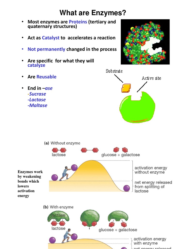What Are Enzymes? | PDF | Enzyme | Active Site