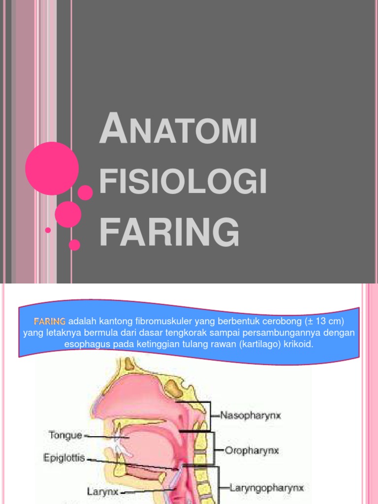 Anatomi Fisiologi Faring | PDF