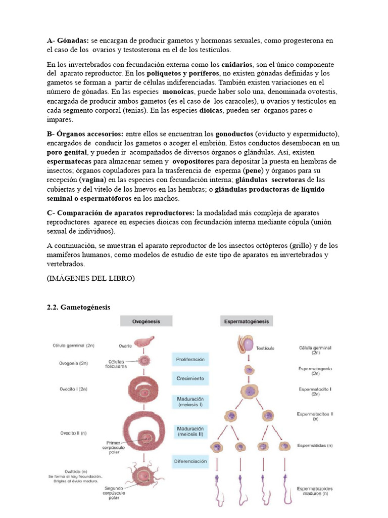 Aparatos Reproductores y Gametogénesis | PDF | Mitosis | Sistema ...
