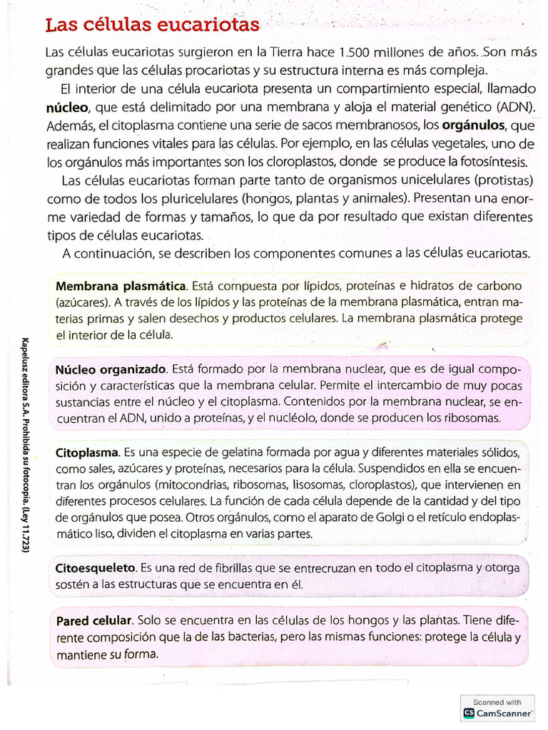 C lulas Eucariotas PDF