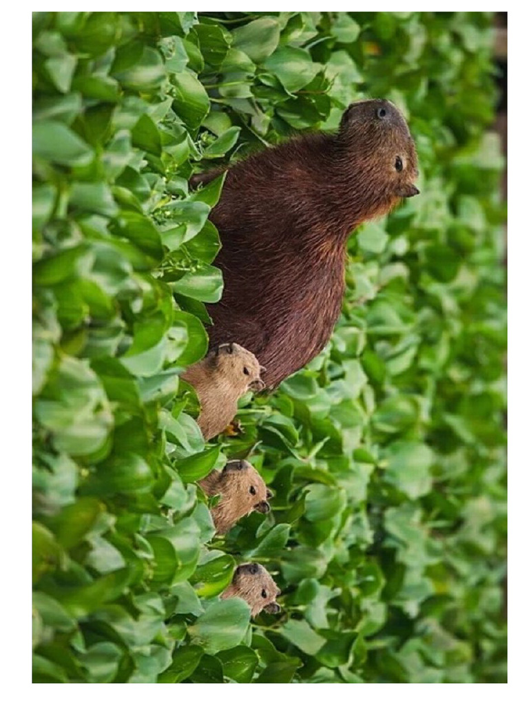 CAPIBARAS | PDF