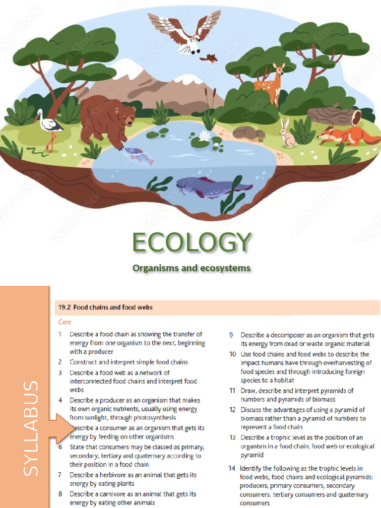 Understanding Energy Flow in Ecology | PDF | Ecosystem | Food Web