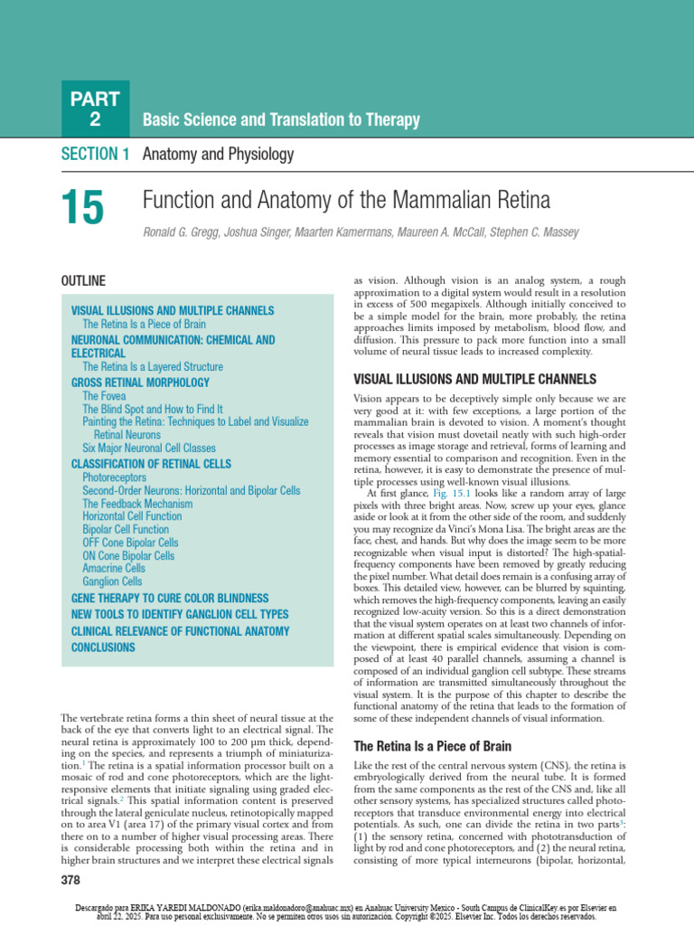 Anatomy and Function of the Retina | PDF | Retina | Neuron