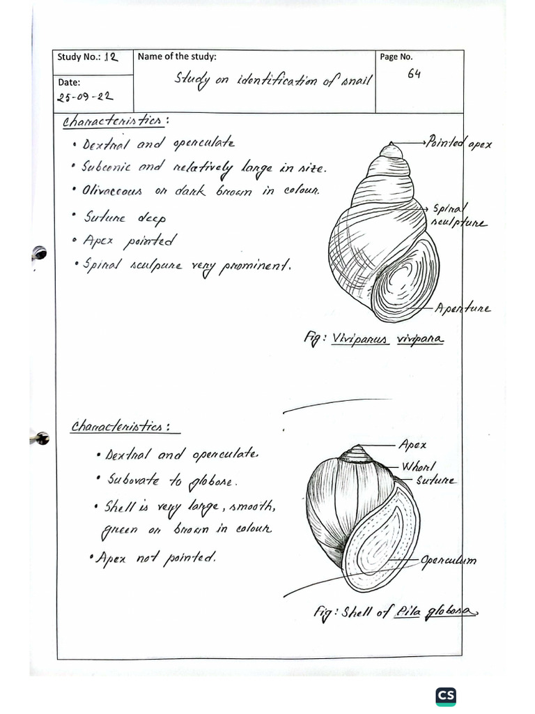 Snail (Figure) | PDF