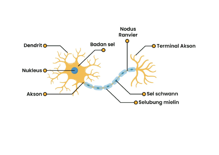 Sel Syaraf Neuron | PDF
