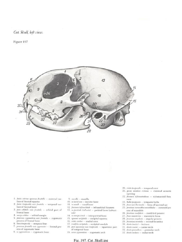Cat Anatomy Pdf