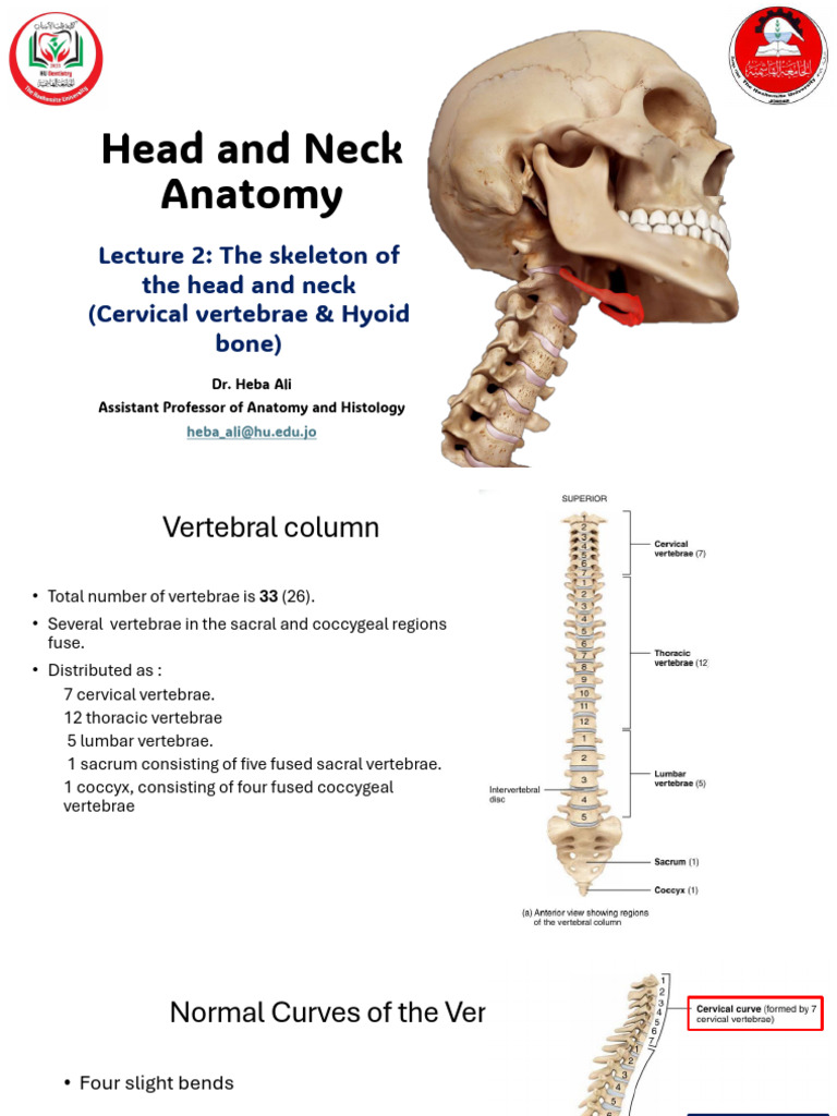 Head Neck Anatomy Lecture 2 Nerve | PDF | Vertebra | Vertebral Column