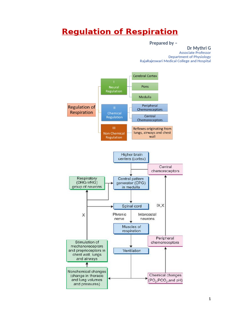 Neural and Chemical Respiration Regulation | PDF | Physiology