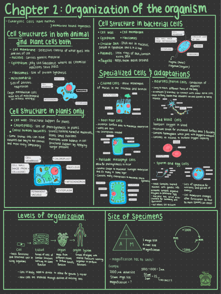 Cell Structure and Function Overview | PDF | Cell (Biology) | Osmosis