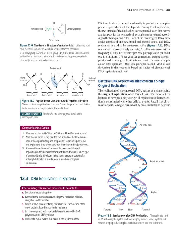 412 DNA and Mutation For 2025 | PDF | Dna Replication | Dna