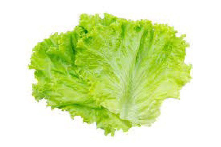 Lettuce Peices | PDF