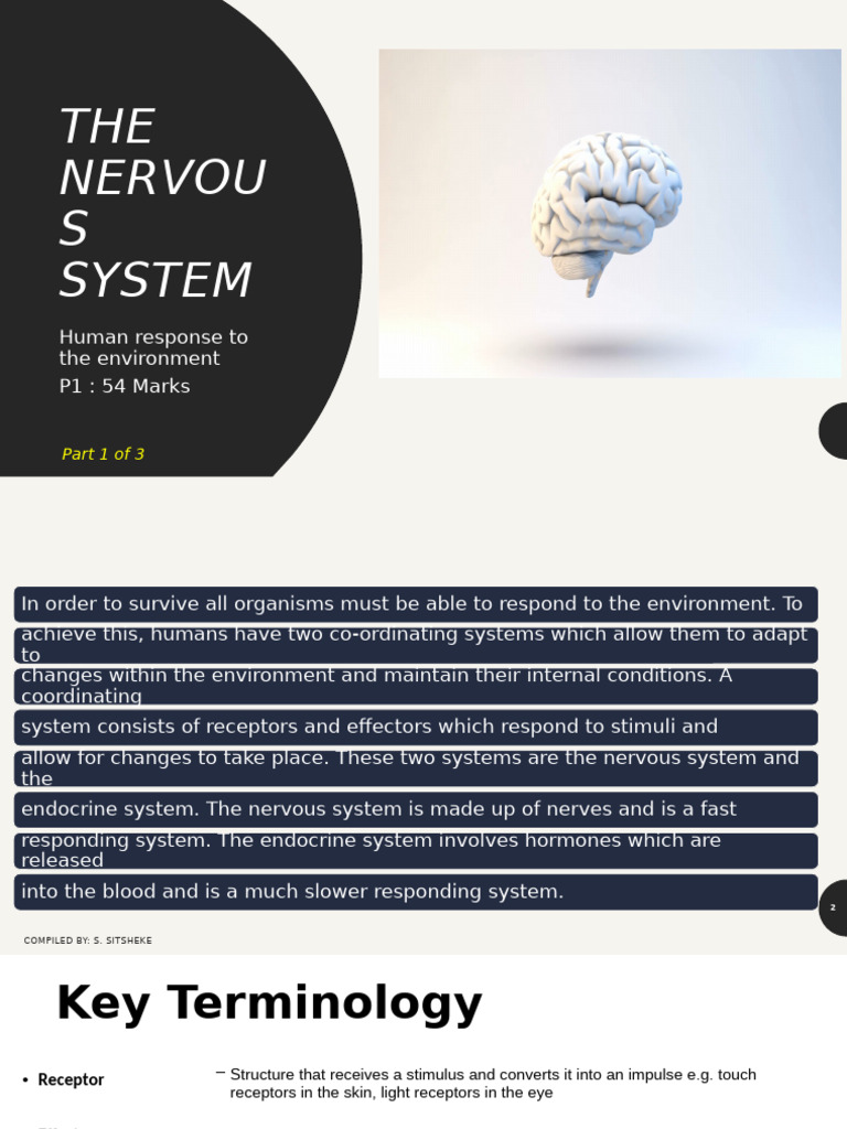 THE NERVOUS SYSTEM (Humans) | PDF | Neuron | Motor Neuron