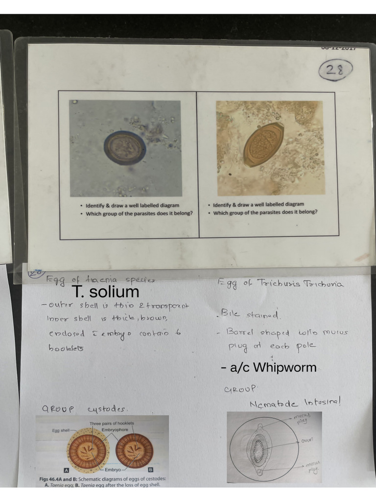 Stool Examination | PDF