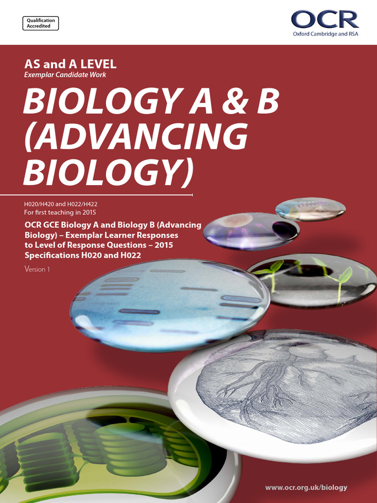 Exemplar Candidate Work - Biology | PDF | Hemoglobin | Protein Structure