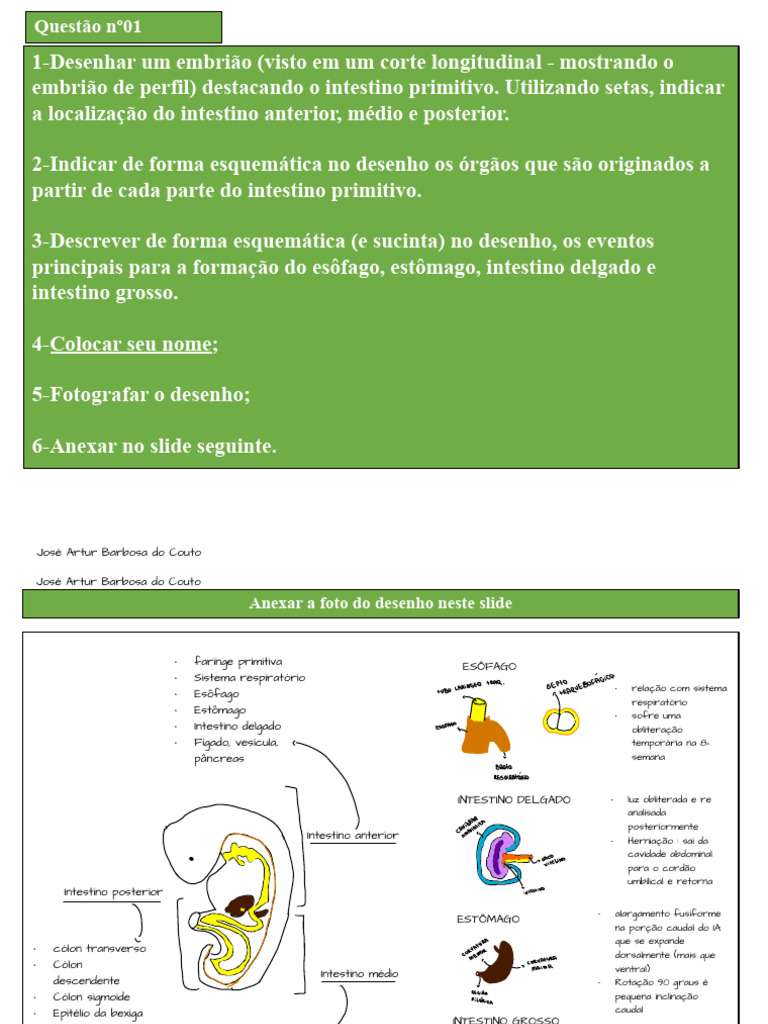Atividade+ +Sistema+Digest%C3%B3rio | PDF | Trato gastrointestinal ...