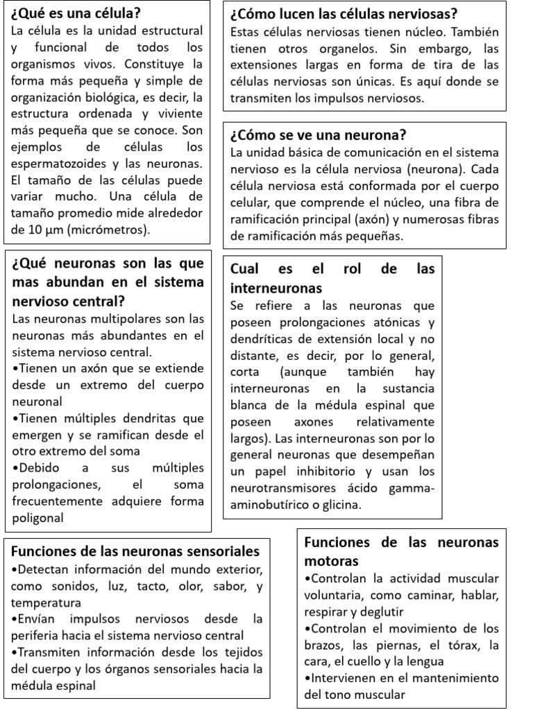 Estructura y Función de las Neuronas | PDF | Neurona | Sistema nervioso