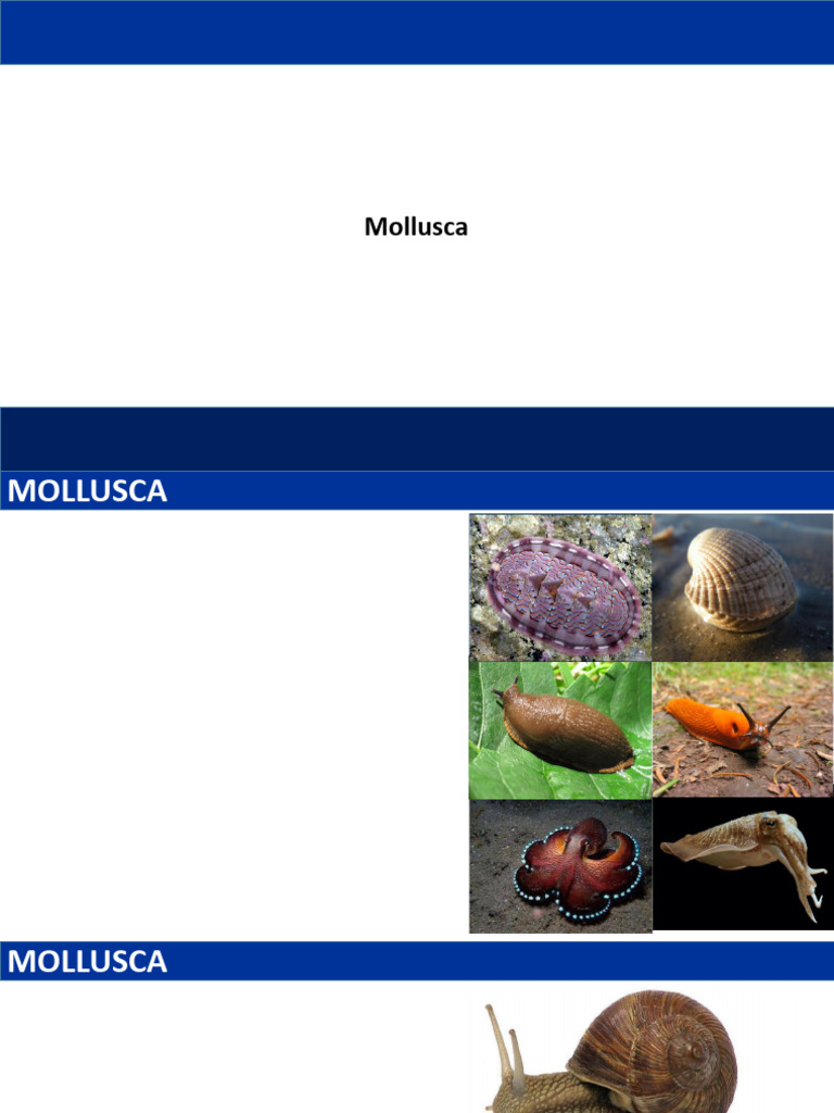 Estrutura e Classificação dos Moluscos | PDF | Moluscos | Moluscos