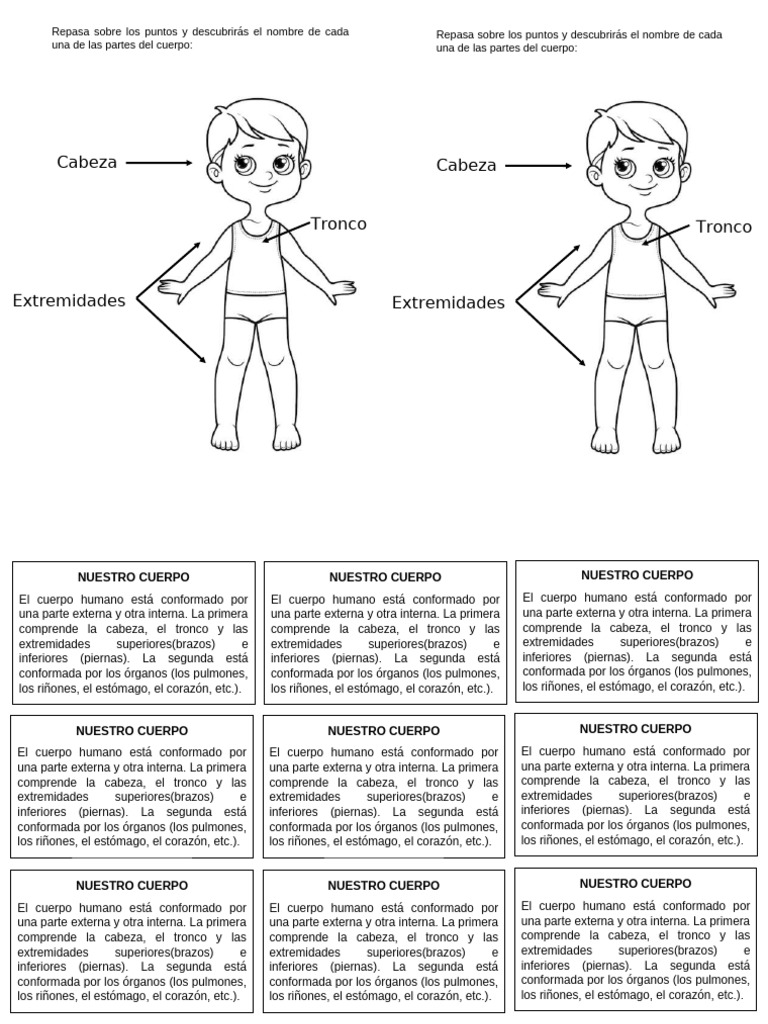 Partes del Cuerpo Humano Explicadas | PDF | Corazón | Estómago