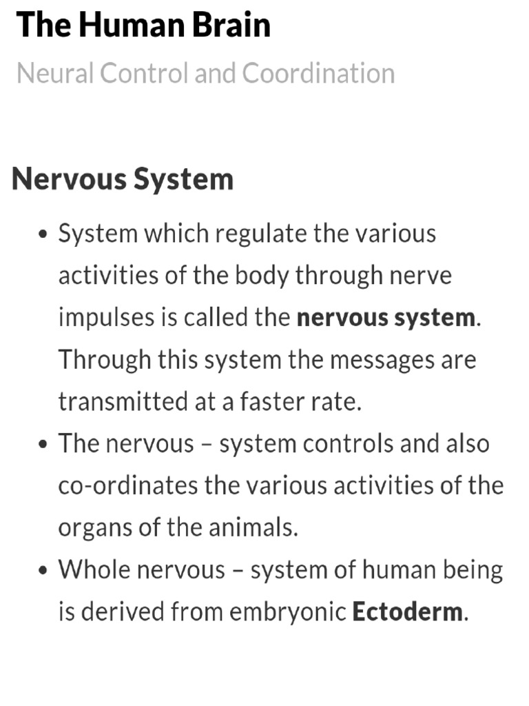 The Human Brain ? Short Notes | PDF