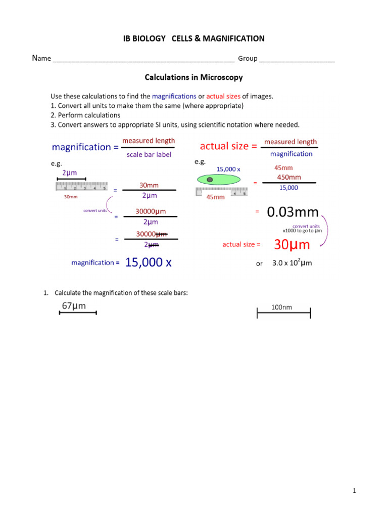 IB Biology: Cells & Magnification Guide | PDF