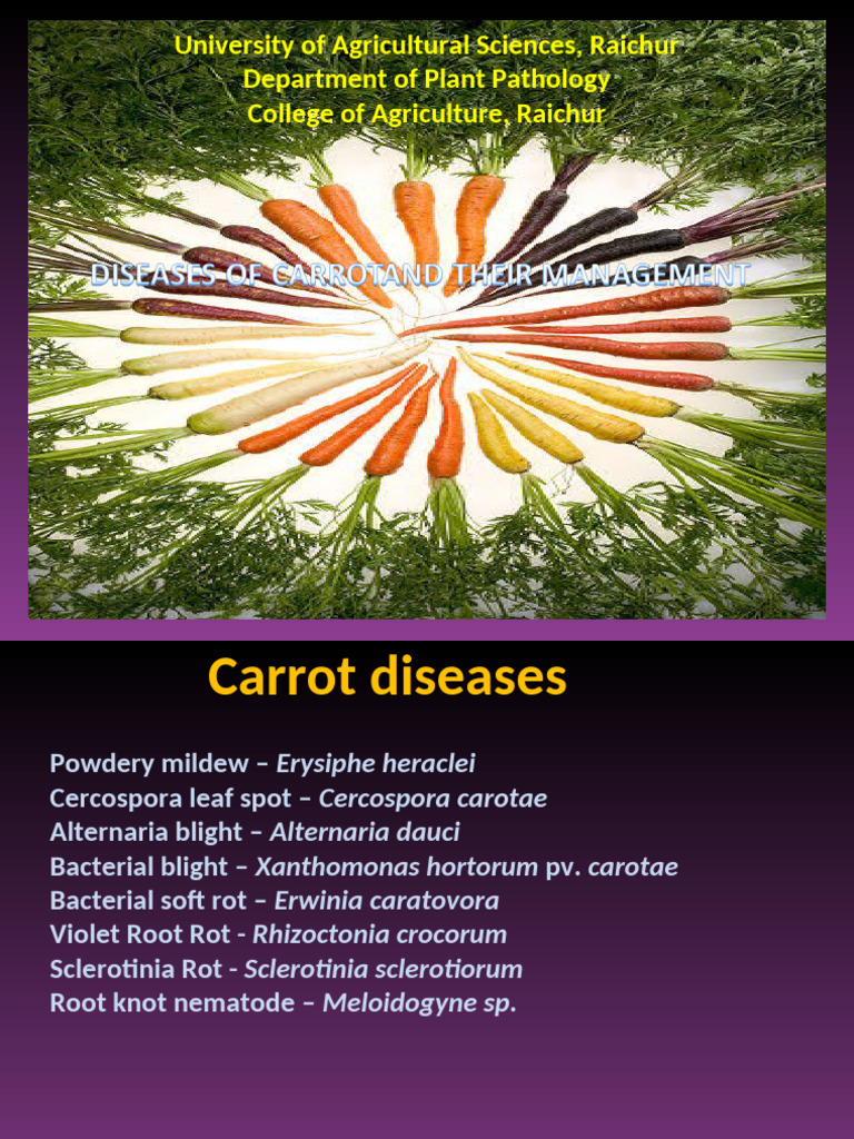 Management of Beetroot Diseases | PDF | Microbiology | Botany